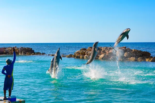 Dolphin Cove: Dive into a Marine Adventure in Montego Bay