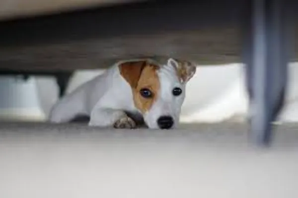 Treat Your Pup Right with the Power of CBD Peanut Butter