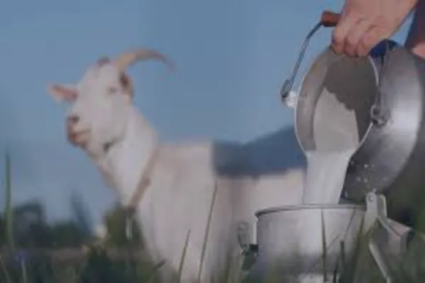 The Rise of Artisan Goat Milk Products: Why Small-Batch Dairy Is Making a Comeback