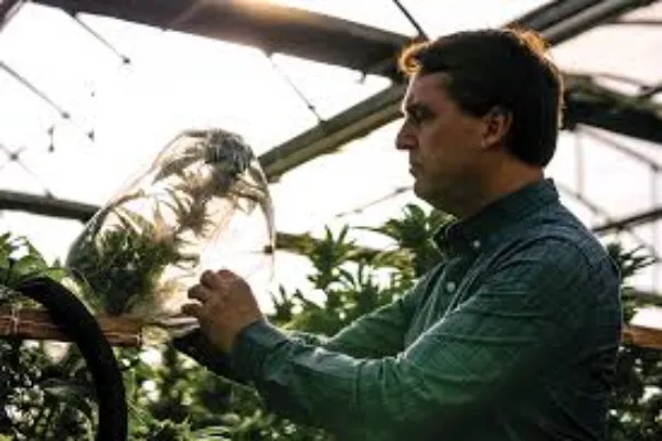 Can You Grow Cannabis Indoors? A Practical, Fact-Based Look